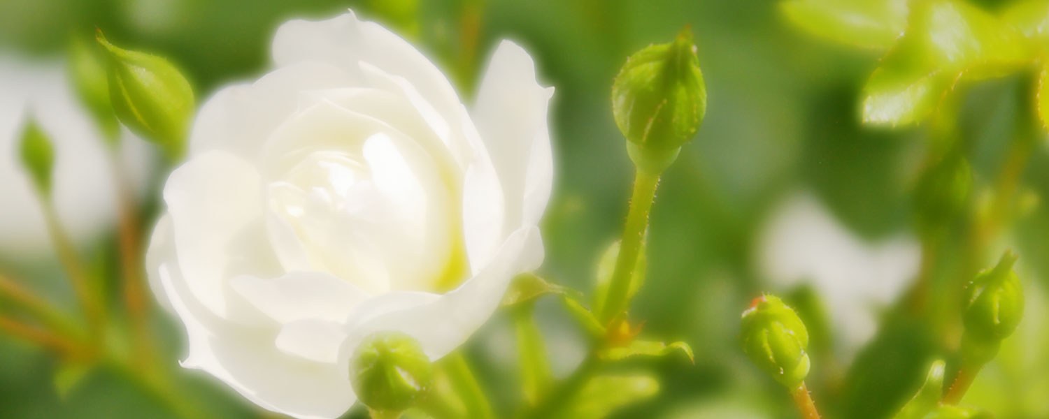 薬膳・漢方LOD - 薬膳レシピデータ